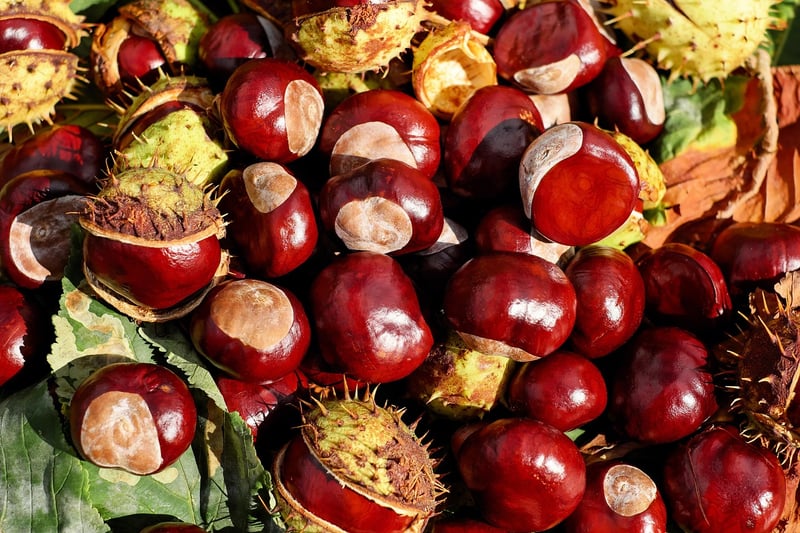 Seasonal Fruits