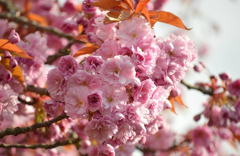 Cherry Blossom Festival in Japan